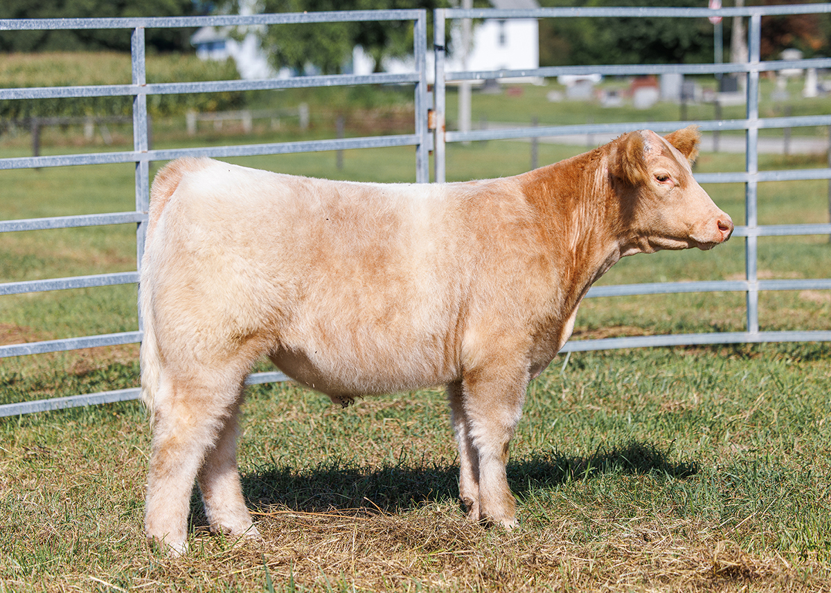 Tag 514 steer photo