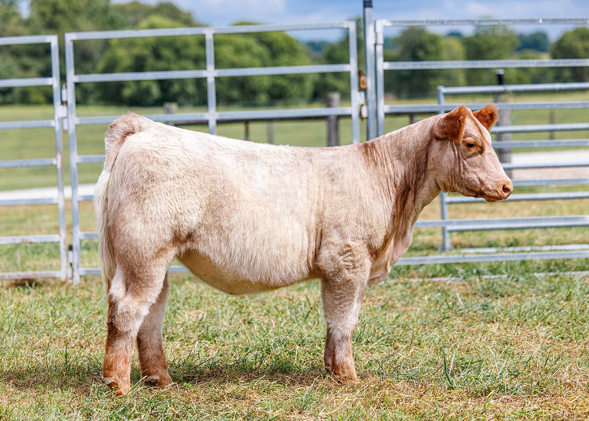Tag 515 steer photo