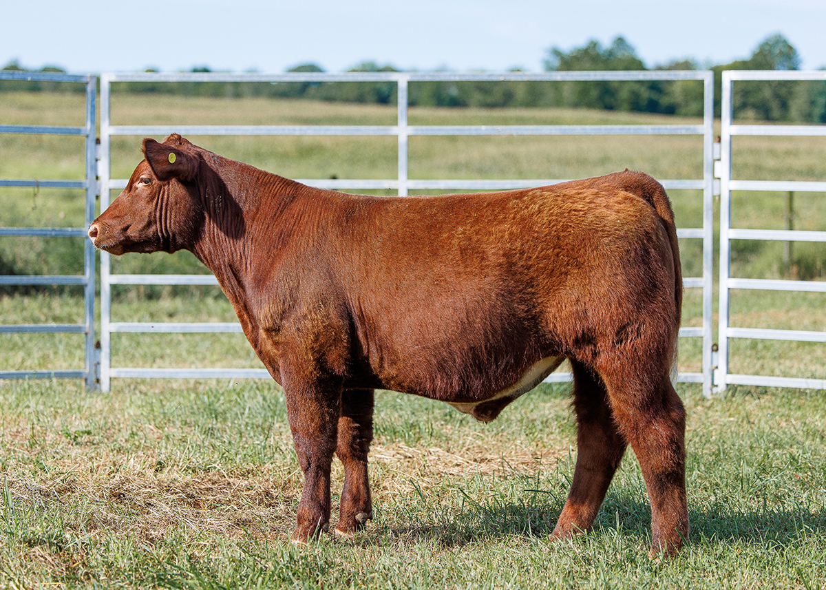 Tag 517 steer photo