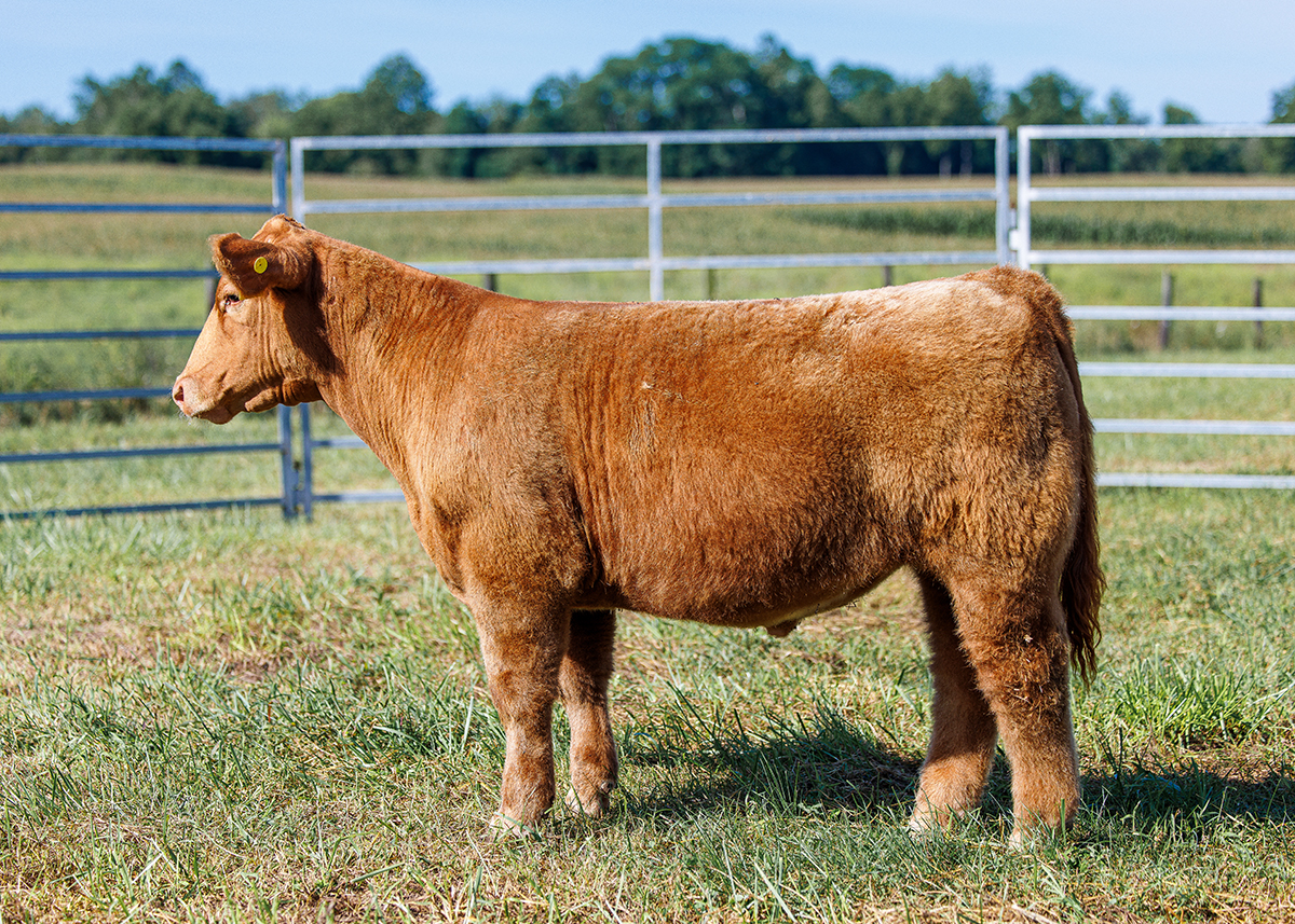 Tag 519 steer photo
