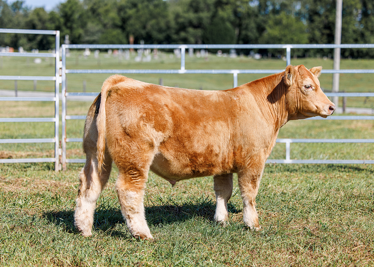 Tag 52 steer photo