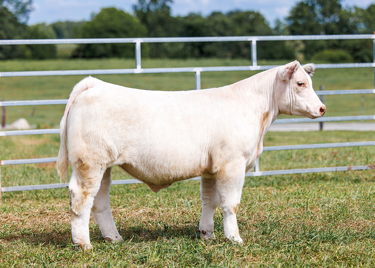 Tag 525 steer photo