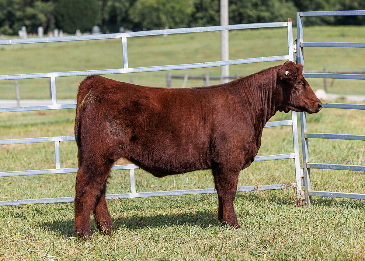 Tag 526 steer photo
