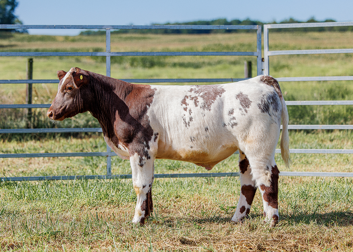 Tag 528 steer photo