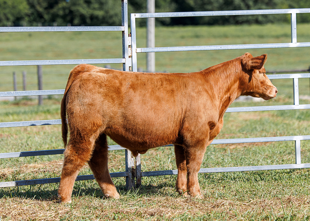 Tag 531-2 steer photo