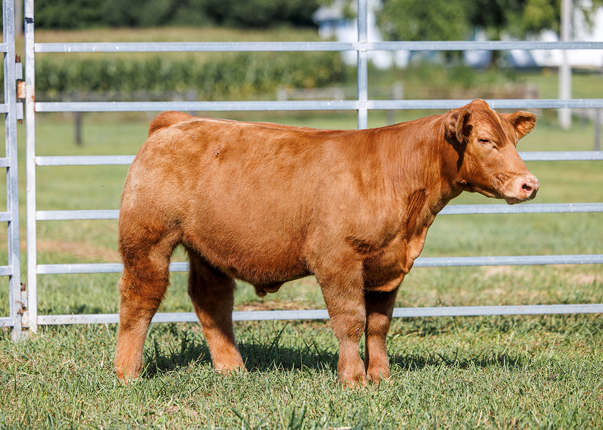 Tag 531 steer photo
