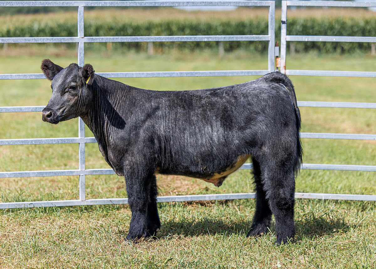 Tag 534 steer photo