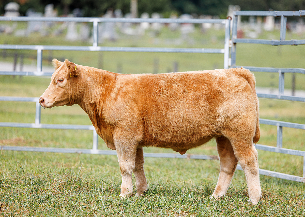 Tag 536 steer photo