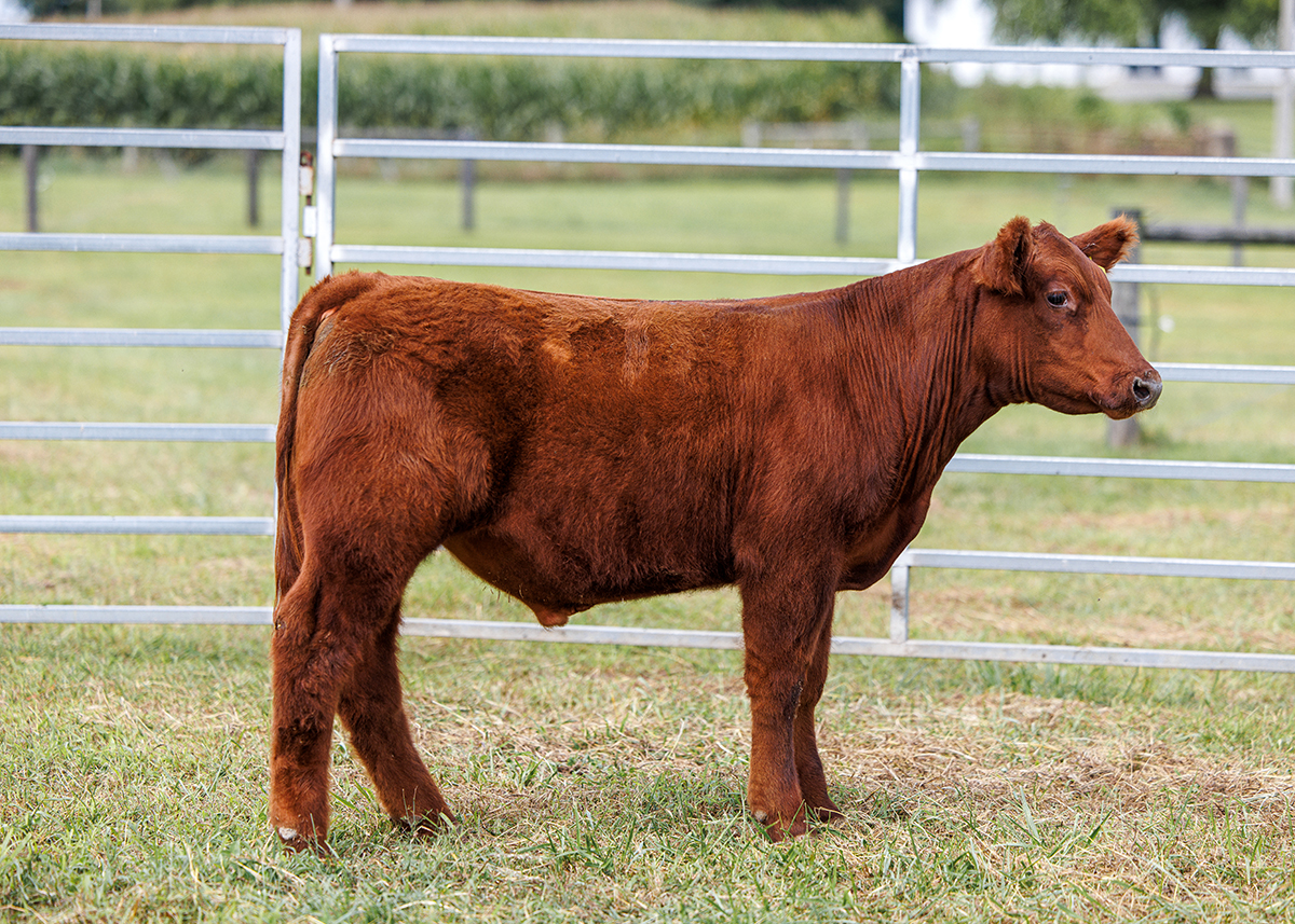 Tag 54 steer photo