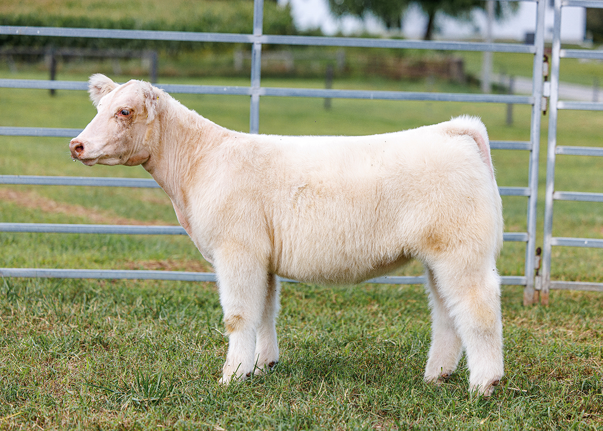 Tag 547 steer photo