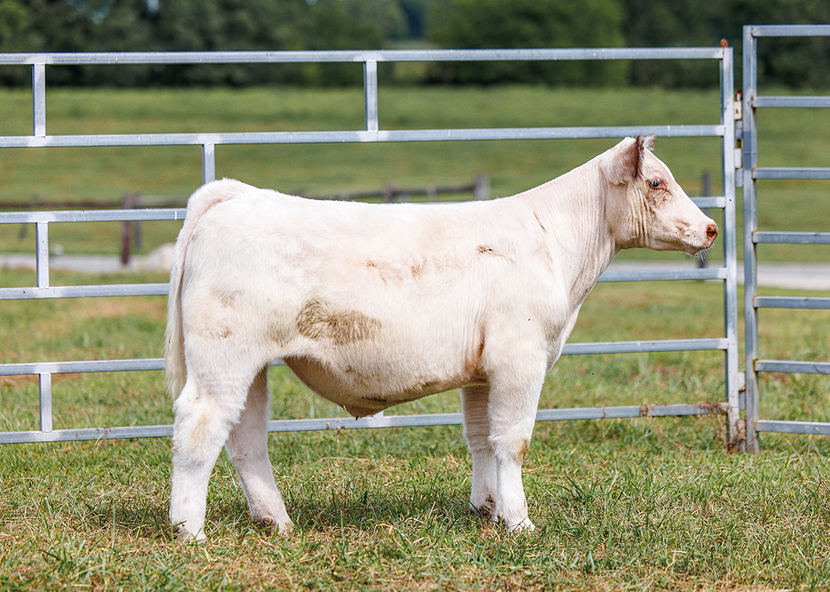 Tag 548 steer photo