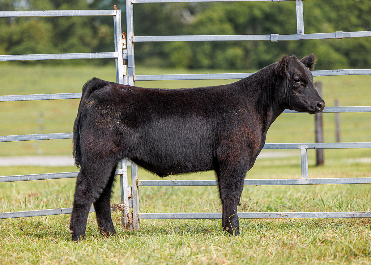 Tag 551 steer photo