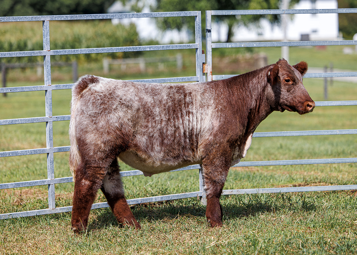 Tag 56 steer photo
