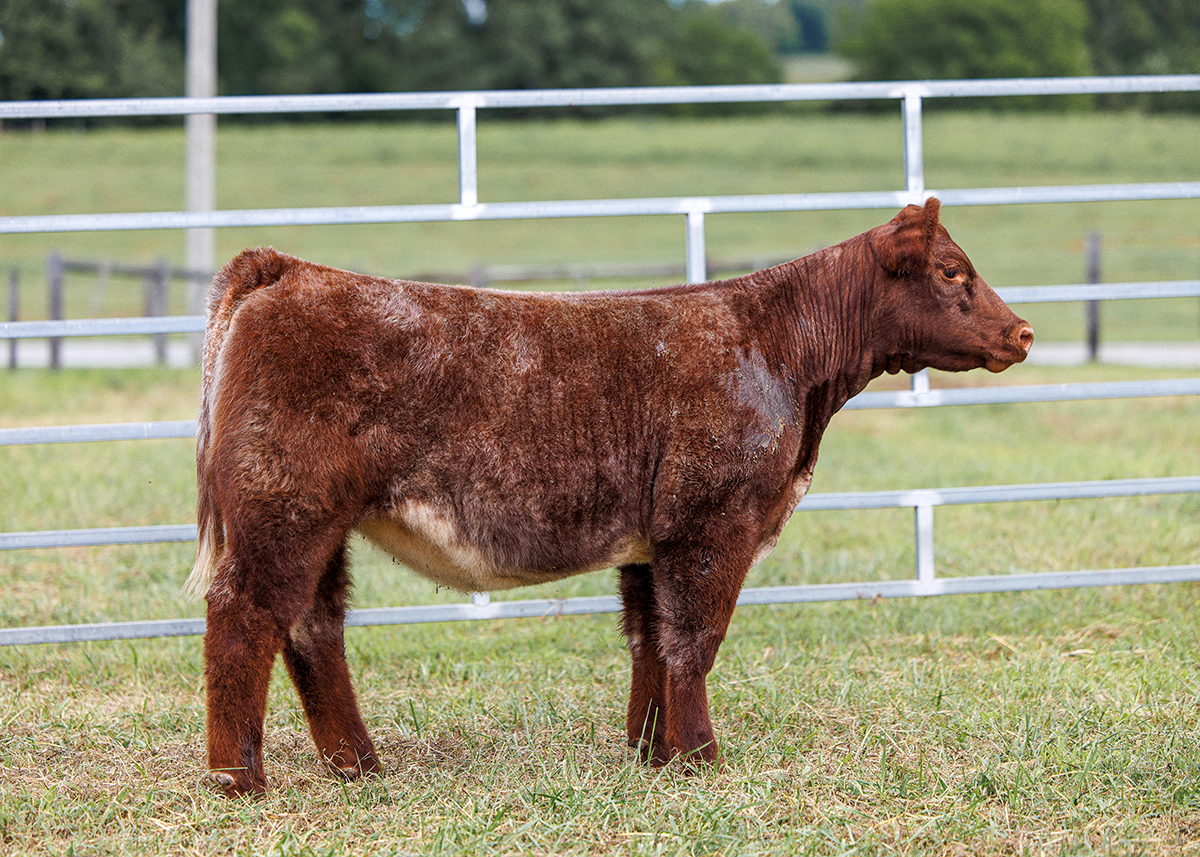 Tag 560-6770 steer photo