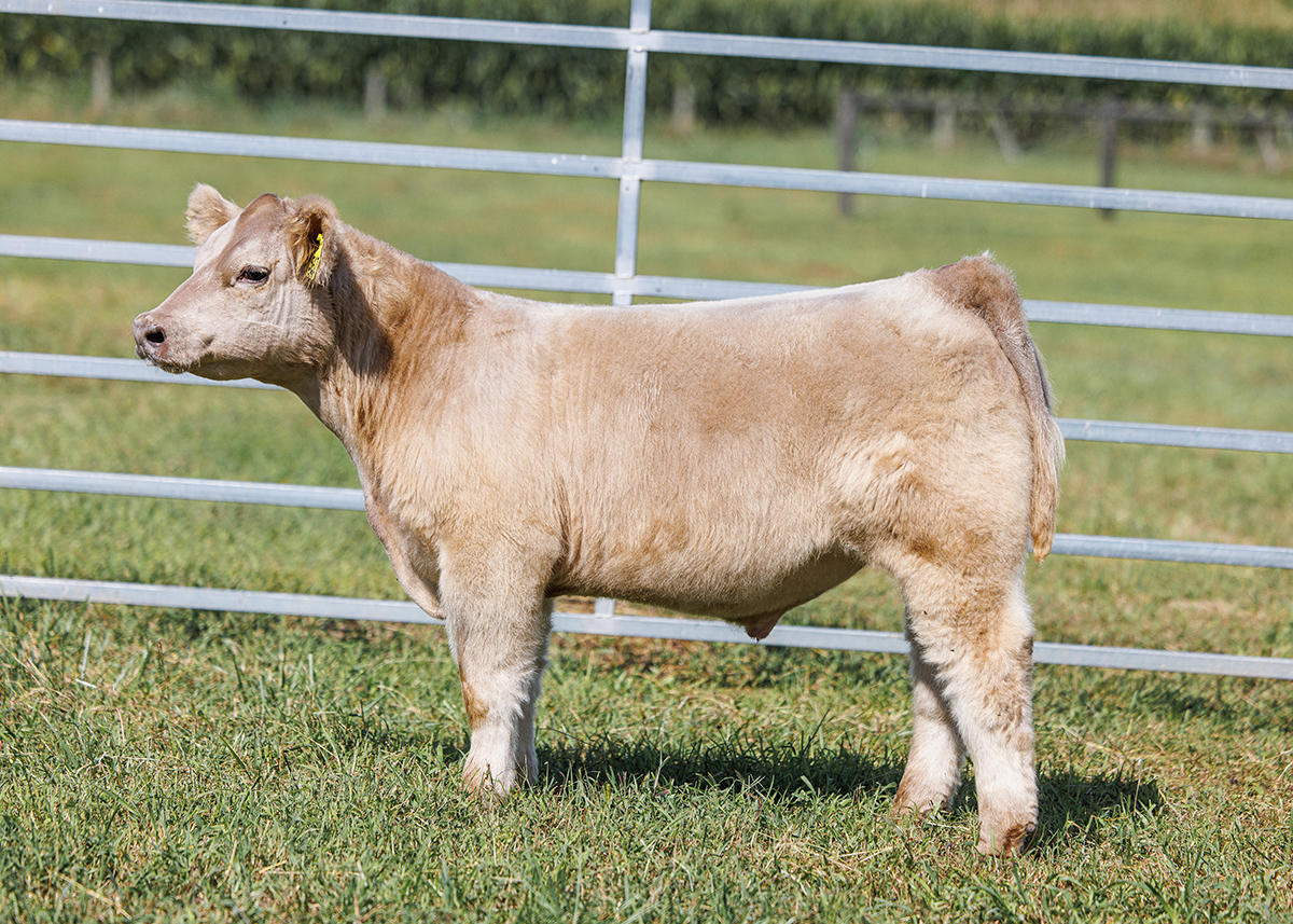 Tag 562 steer photo