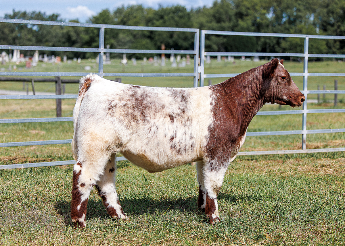 Tag 564 steer photo