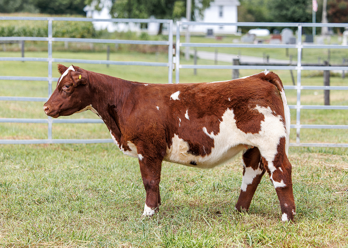 Tag 57 steer photo