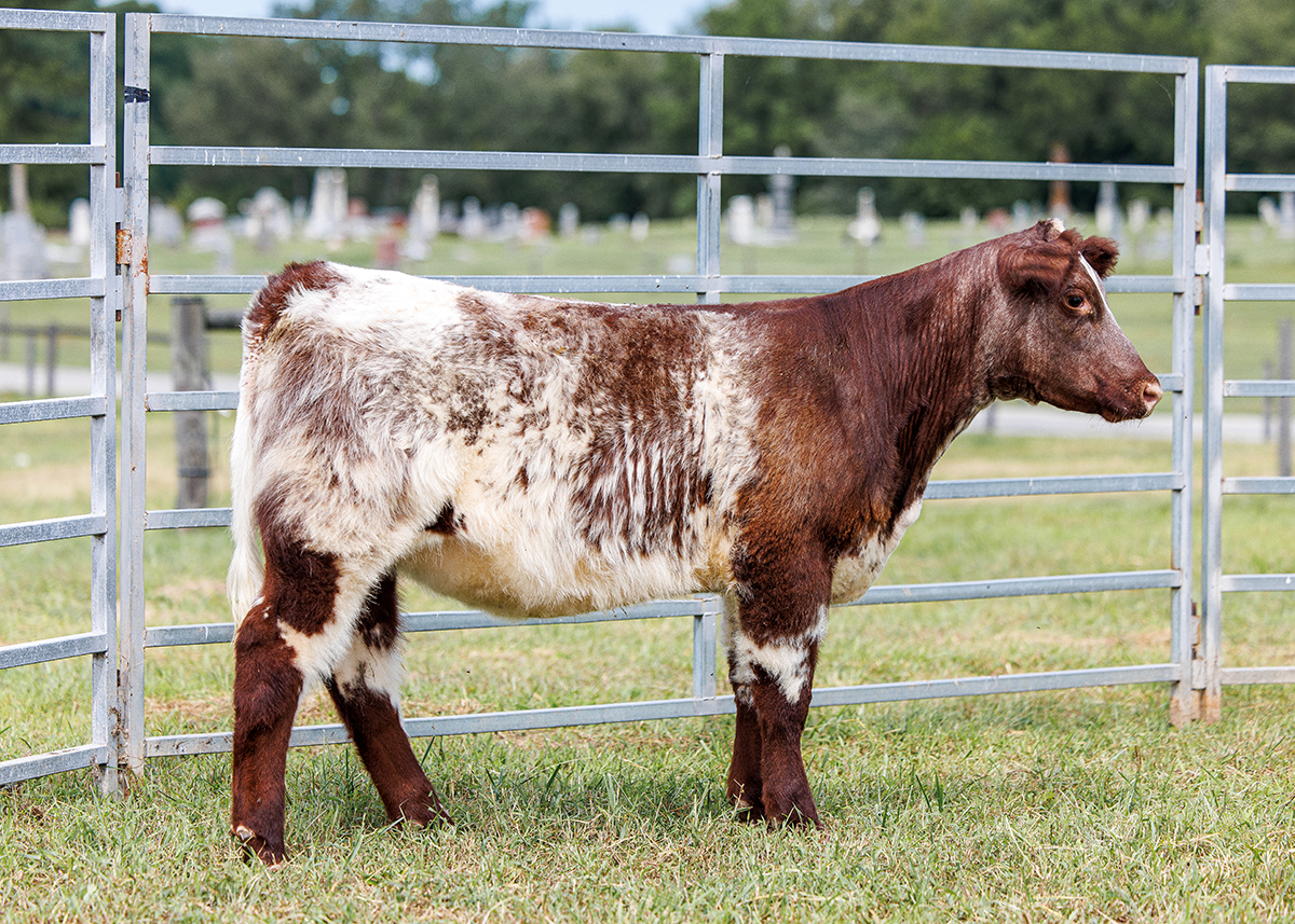 Tag 59 steer photo