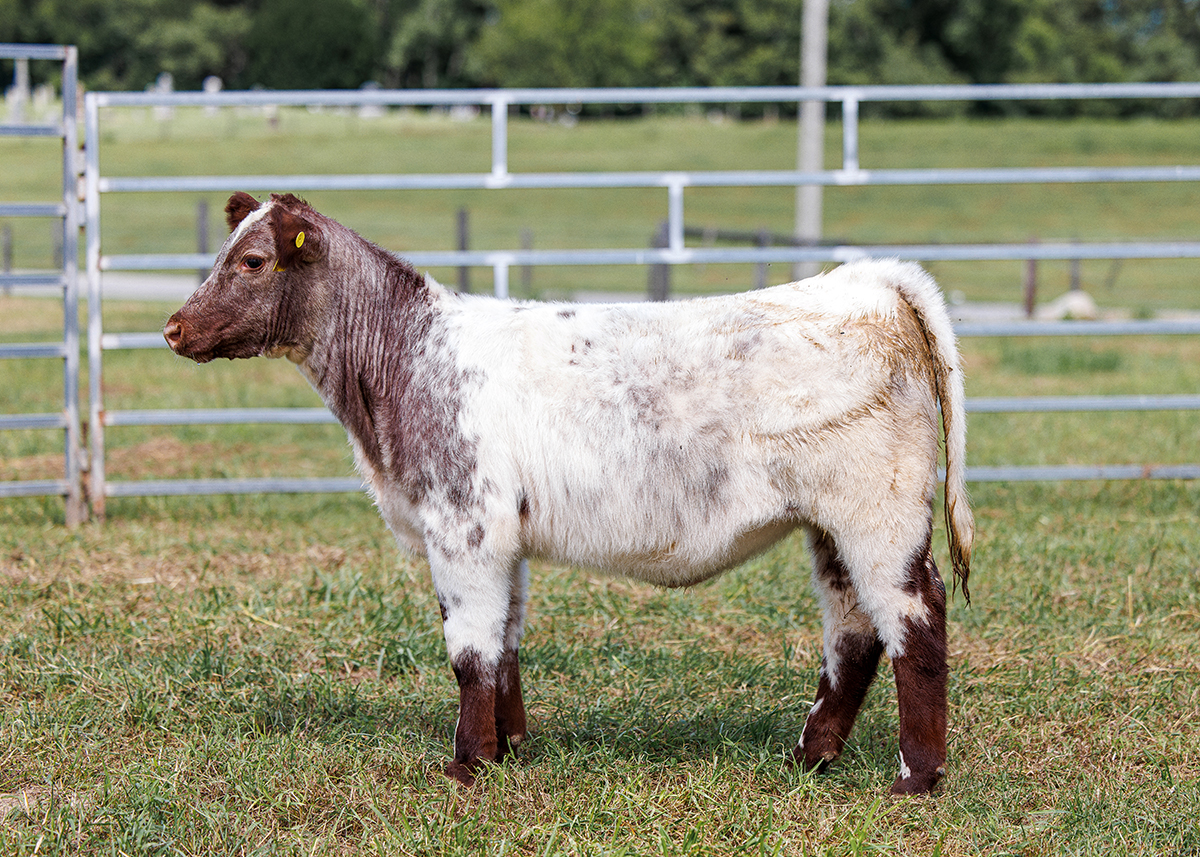 Tag 596 steer photo
